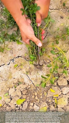 Garden Weeding Made Easy: Tools That Save Time and Effort #gardeningtips #garden