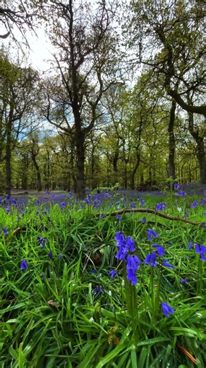 Kinclaven Bluebell Wood, Scotland 💜🏴󠁧󠁢󠁳󠁣󠁴󠁿 #scotland #scotlandtravel #visitscotland #explorescotland