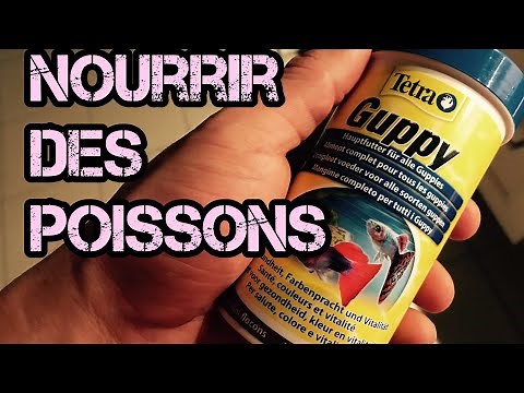 nourrir des poissons : exemple avec mes guppy