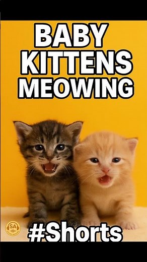 🐾 Kittens Meowing – Cute Baby Cat Sounds #Shorts