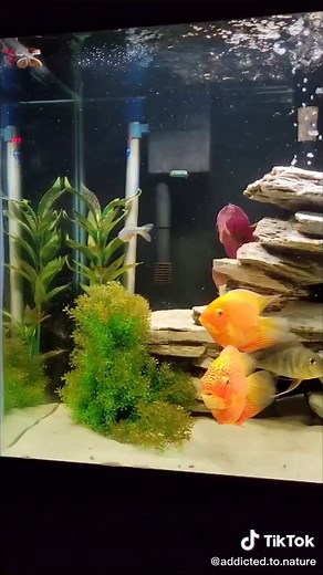 Red Severum Cichlid: A Stunning Aquarium Showcase Fish