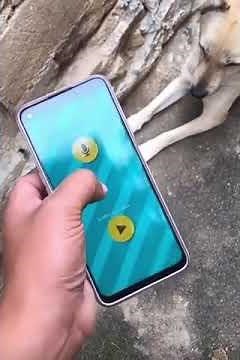 Brilliant: the app translates human speech... into dog "woof".