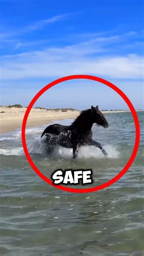 Horse Sees Ocean First Time & Freaks Out🌊😱