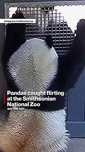 21K views · 59 reactions | The US’s two giant pandas caused a stir at the Smithsonian’s National Zoo Friday after they were spotted flirting with each other — in what zookeepers hope could be a sign of potential panda babies to come. | New York Post Health & Parenting | Facebook