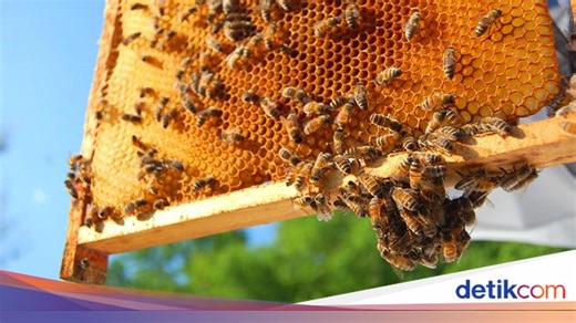 Apa Itu Propolis? Berikut Penjelasan dan Manfaatnya bagi Kesehatan