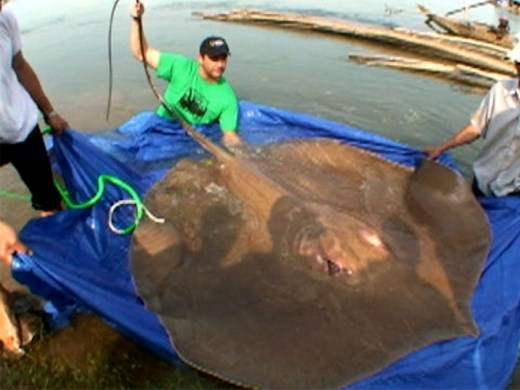 Giant Freshwater Stingray