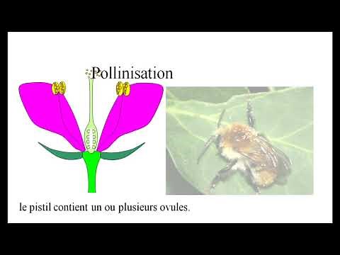 De la fleur au fruit