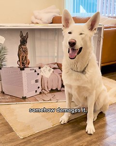 What happens when you put a strong, anxious dog in a wire crate? Bent bars. Broken teeth. Endless stress. That was our life—until we found Impact Dog Crates. After 5 broken crates and one heartbreaking injury, we finally found a solution that worked. Escape-proof. Vet-recommended. Built like a tank. If your dog is an escape artist, this crate is your answer. | Impact Dog Crates