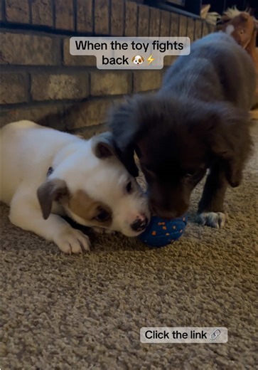 He’s not shaking his head… the BALL is 😭😂 This interactive toy moves on its own and my dogs are obsessed. #interactivetoy #dogtoy #interactivedogtoy #dogsoftiktok #fyp