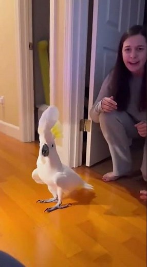 “Alexa… It’s 2AM! 😱🦜 Midnight Cockatoo Dance Party”