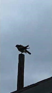 Redtail Hawk on Post - Video by Jeannie - 22 November 2025