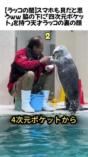 【ラッコの闇】スマホも貝だと思うww 脇の下に「四次元ポケット」を持つ天才ラッコの裏の顔#雑学 #可愛い動物 #ラッコ #水族館 #youtubeショート #shorts