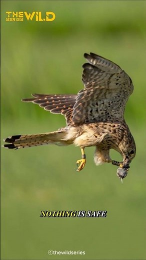 Hunting Skills of the Common Kestrel
