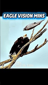 Don't judge an eagle by its look... 🦅💀 Wait for the Twist! #sigmabeast #phonkedit #trolledit #funny