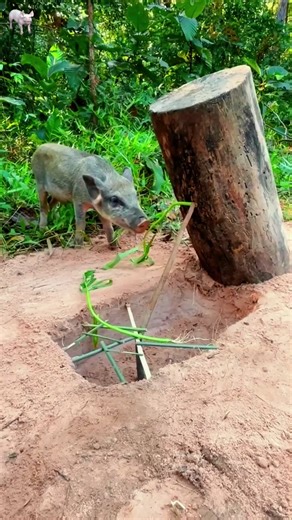 Build Underground Wild boar Trap Using Big wood & Hole Roll into the hole​​​#shorts#trap #wildlife #pig #wildpig #wildboartrap #trappig #foryou #3mbtrap #wildanimals #animaltrap