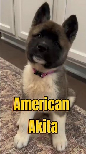 This is how an American Akita grows up!