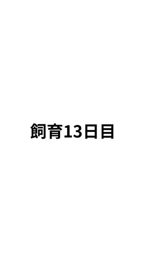#ウーパールーパー #飼育vlog 13