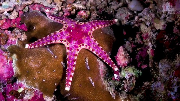 HIDDEN Starfish Paradise in 4K - The Best Soothing Ocean Music for Sleep & Study