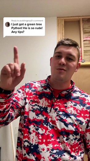 Handling Green Tree Pythons: Tips for Care and Comfort