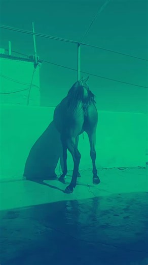 2.3K views · 61 reactions | The mare | Explore Earth | Facebook