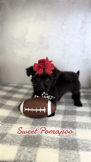 Pomapoo Cutie! Roll Tide!