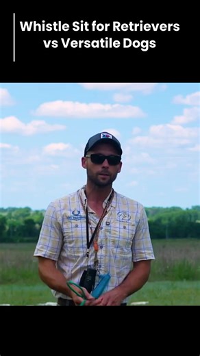 4.9K views · 39 reactions | Can you train a versatile dog to sit to the whistle? Watch how we train our versatile dog Thunder on whistle stops for blind retrieves! ⚡️ #VersatileDog #BlindRetrieves #WhistleTraining | Standing Stone Kennels | Facebook
