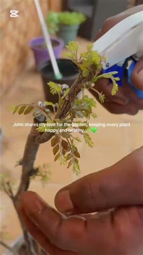 Curry Leaf Tree Rescue: From Sick to Healthy #gardenhacks #utubeshorts