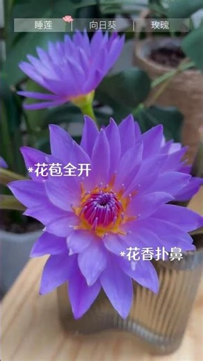 Double Your Flower Bloom Time with These Easy Tips