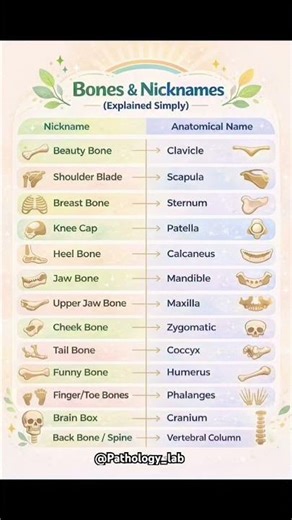 Total bone 🦴 & nickname ✅ #madical #ekmotahathighumechala #baby #shortvideo #tranding