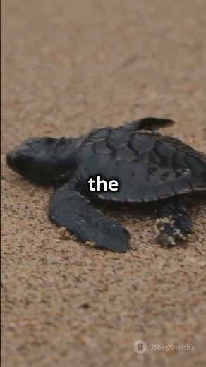 Amazing Animal Life Cycles in 60 Seconds || #AnimalLifeCycle#TimeLapse #WildlifeJourney#AnimalGrowth