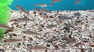 Paracyprichromis nigripinnis | Natural Pet - formerly Captain Nemo's