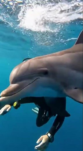 Playful Dolphin Surprise Caught on Camera 🌊🦑 #OceanLife #DolphinDance #UnderwaterAdventure