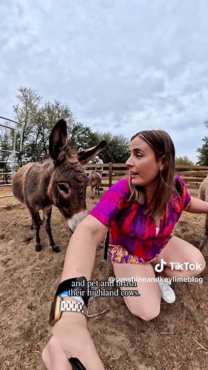 Explore a Mini Cow & Donkey Farm Experience in Clermont, FL
