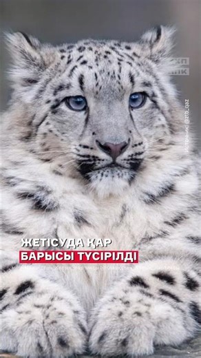 Жетісуда қар барысы видеоға түсірілді #youtubeқазақстан