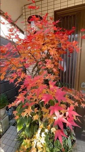 モミジ紅葉 maple tree⠀⠀2025年12月23日モミジは、日本庭園や公園で古くから愛される樹木で、特に秋に見せる鮮やかな紅葉が魅力です