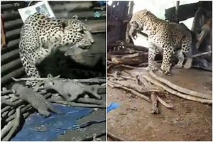 Leopard That Gave Birth Inside Hut in Nashik Takes Her Four Cubs to Jungle | Watch Adorable Video