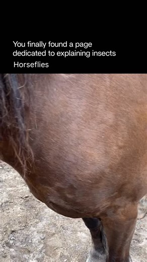 Explaining Insects 🦋 on Instagram: "Horseflies are large, fast-flying biting insects known for their painful bites and strong eyesight. They belong to the Horsefly family and are most active during warm, sunny days, especially near water, farms, and forests. Key facts: • Only females bite — they need blood to produce eggs • Bites are painful because they slice the skin instead of piercing it • They have large compound eyes and excellent vision • Strong fliers, hard to swat, and very persistent 