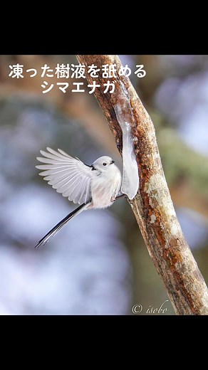 #シマエナガ #hokkaido #longtailedtit #シマエナガちゃん