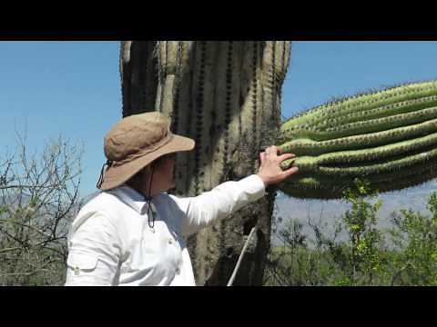 Saguaro Cactus and the Sonoran Desert Ecosystem