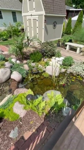 Backyard Pond Tips
