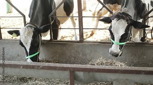 herd of cows eating hay in cowshed on dairy farm