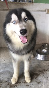 15K views · 76 reactions |  #shortsvideosシ #shortsvideos #dog #cutedogs #cutehusky | June Clavio | Facebook