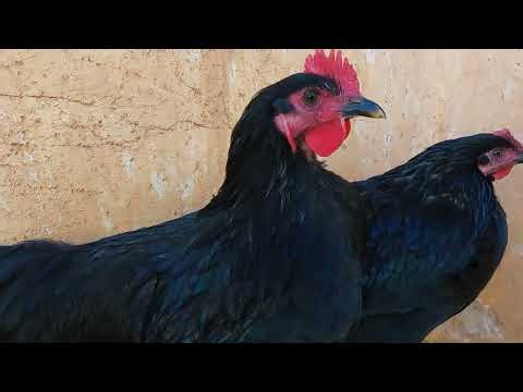 Australorp Chicken | Australia + Europe