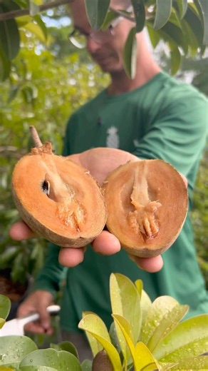 Why This Fruit Tree Variety Is So Popular 🧈🍬