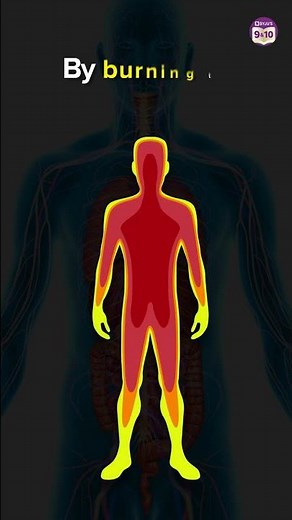 Why do our Bodies Contain Fat/Adipose Tissue? | Adipose Tissue: Location & Function | Body Atlas