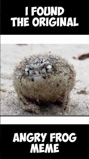 Original Angry Frog Meme Shorts