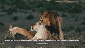10 Key Facts About Lions Seasonal Movements