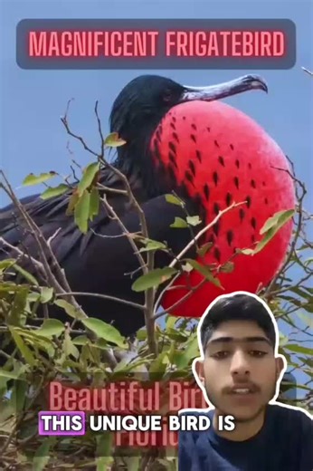 Frigatebird #animals #fyp #animaux
