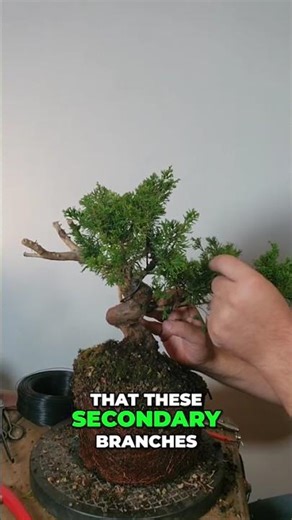 Bonsai Tree Styling Made Super Simple