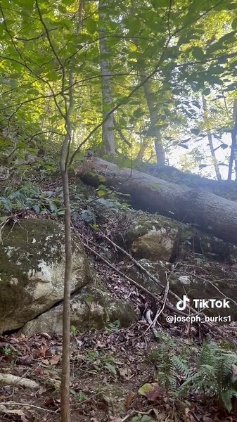 Late Summer Logging Techniques on Steep Hillsides